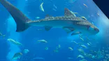 沖縄美ら海水族館に投稿された画像（2026/7/24）
