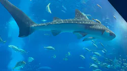 沖縄美ら海水族館に投稿された画像（2026/7/24）