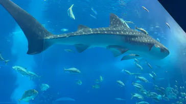 沖縄美ら海水族館に投稿された画像（2026/7/24）