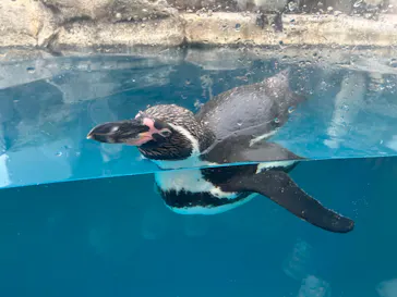 仙台うみの杜水族館に投稿された画像（2026/7/24）