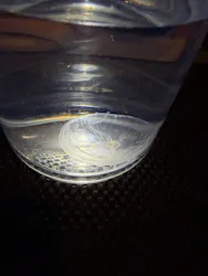 すみだ水族館に投稿された画像（2026/7/24）