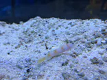 すみだ水族館に投稿された画像（2026/7/24）