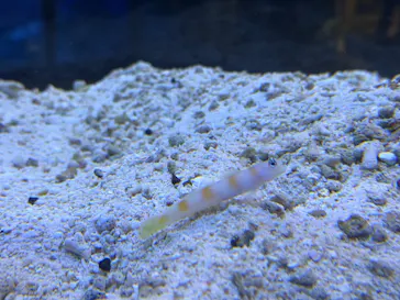 すみだ水族館に投稿された画像（2026/7/24）