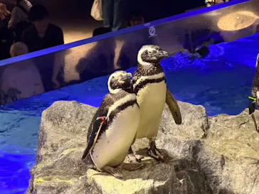 すみだ水族館に投稿された画像（2026/7/24）