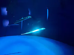 サンシャイン水族館に投稿された画像（2026/7/24）