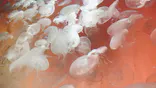 アクアワールド茨城県大洗水族館に投稿された画像（2026/7/25）