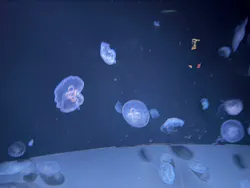 サンシャイン水族館に投稿された画像（2026/7/24）