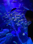 すみだ水族館に投稿された画像（2026/7/25）