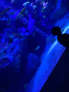 すみだ水族館に投稿された画像（2026/7/25）