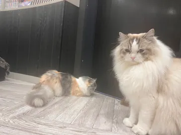 猫カフェモカ　アルシェ大宮店に投稿された画像（2026/7/25）