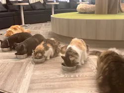 猫カフェモカ　アルシェ大宮店に投稿された画像（2026/7/25）