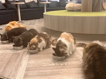 猫カフェモカ　アルシェ大宮店に投稿された画像（2026/7/25）