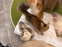 猫カフェモカ　アルシェ大宮店に投稿された画像（2026/7/25）