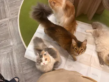 猫カフェモカ　アルシェ大宮店に投稿された画像（2026/7/25）