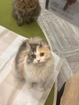 猫カフェモカ　アルシェ大宮店に投稿された画像（2026/7/25）
