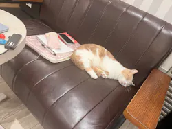 猫カフェモカ　アルシェ大宮店に投稿された画像（2026/7/25）