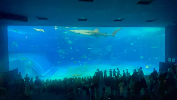 沖縄美ら海水族館に投稿された画像（2026/7/25）