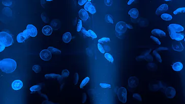 京都水族館に投稿された画像（2026/7/25）