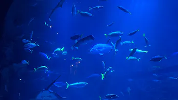 京都水族館に投稿された画像（2026/7/25）
