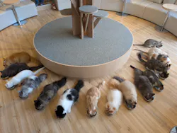 猫カフェモカ　イオンレイクタウン店に投稿された画像（2026/7/25）