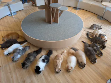 猫カフェモカ　イオンレイクタウン店に投稿された画像（2026/7/25）