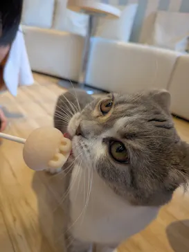 猫カフェモカ　イオンレイクタウン店に投稿された画像（2026/7/25）