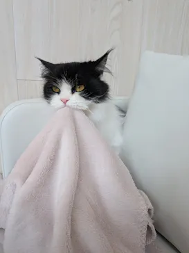 猫カフェモカ　イオンレイクタウン店に投稿された画像（2026/7/25）