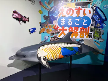 新江ノ島水族館に投稿された画像（2026/7/25）