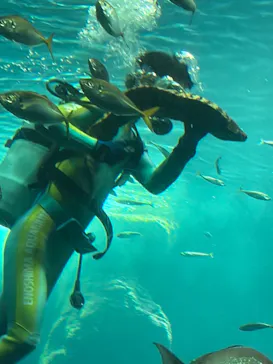 新江ノ島水族館に投稿された画像（2026/7/25）