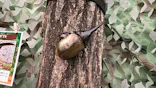 TOMUSHIのカブクワすごいぞ!! in けやきひろばに投稿された画像（2026/7/25）