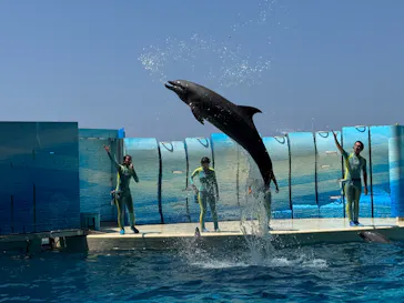 新江ノ島水族館に投稿された画像（2026/7/25）