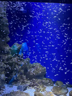 新江ノ島水族館に投稿された画像（2026/7/25）