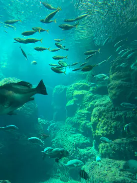 新江ノ島水族館に投稿された画像（2026/7/25）