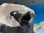 アクアワールド茨城県大洗水族館に投稿された画像（2026/7/25）