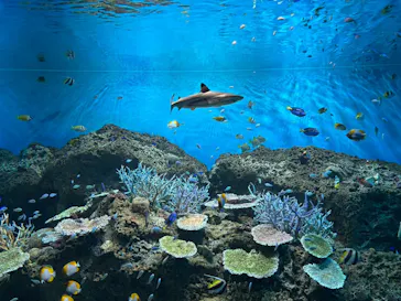 アクアワールド茨城県大洗水族館に投稿された画像（2026/7/25）