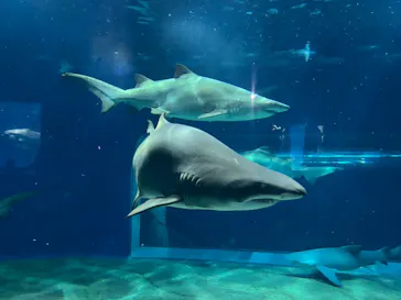 アクアワールド茨城県大洗水族館に投稿された画像（2026/7/25）