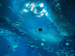 アクアワールド茨城県大洗水族館に投稿された画像（2026/7/25）