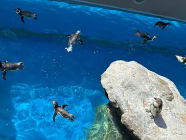 アクアワールド茨城県大洗水族館に投稿された画像（2026/7/25）