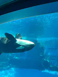 名古屋港水族館に投稿された画像（2026/7/25）