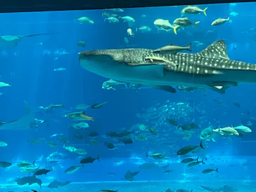 沖縄美ら海水族館に投稿された画像（2026/7/25）