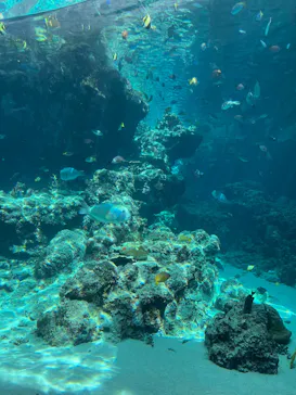 沖縄美ら海水族館に投稿された画像（2026/7/25）