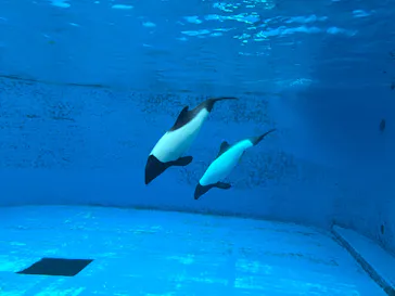 仙台うみの杜水族館に投稿された画像（2026/7/25）