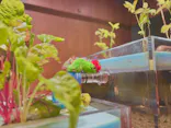 しながわ水族館に投稿された画像（2026/7/25）