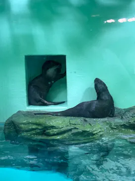 しながわ水族館に投稿された画像（2026/7/25）
