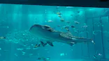 沖縄美ら海水族館に投稿された画像（2026/7/25）