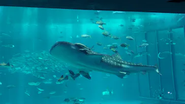 沖縄美ら海水族館に投稿された画像（2026/7/25）