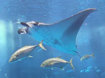 沖縄美ら海水族館に投稿された画像（2026/7/25）