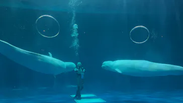 島根県立 しまね海洋館に投稿された画像（2026/7/25）