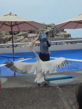 大分マリーンパレス水族館 「うみたまご」に投稿された画像（2026/7/25）