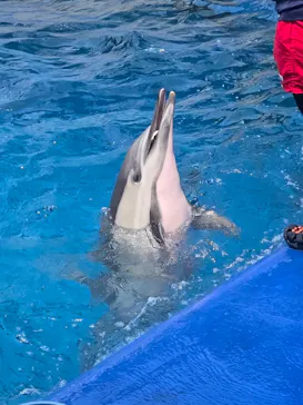 大分マリーンパレス水族館 「うみたまご」に投稿された画像（2026/7/25）